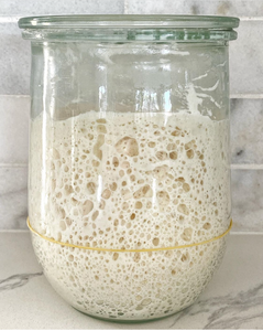 Sourdough Starter active gold rush kit San Francisco Bakery